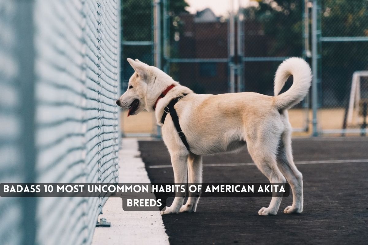 Badass 10 Most Uncommon Habits of American Akita Breeds