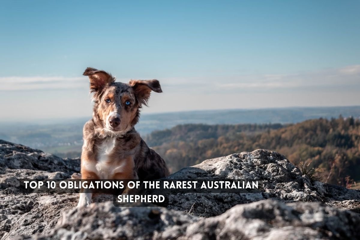 Obligations of the Rarest Australian Shepherd