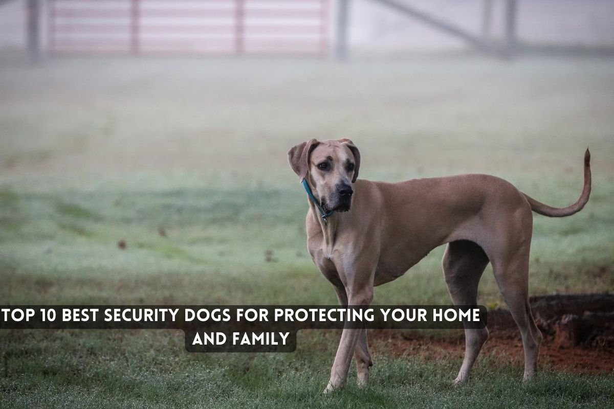 Top 10 Best Security Dogs for Protecting Your Home and Family