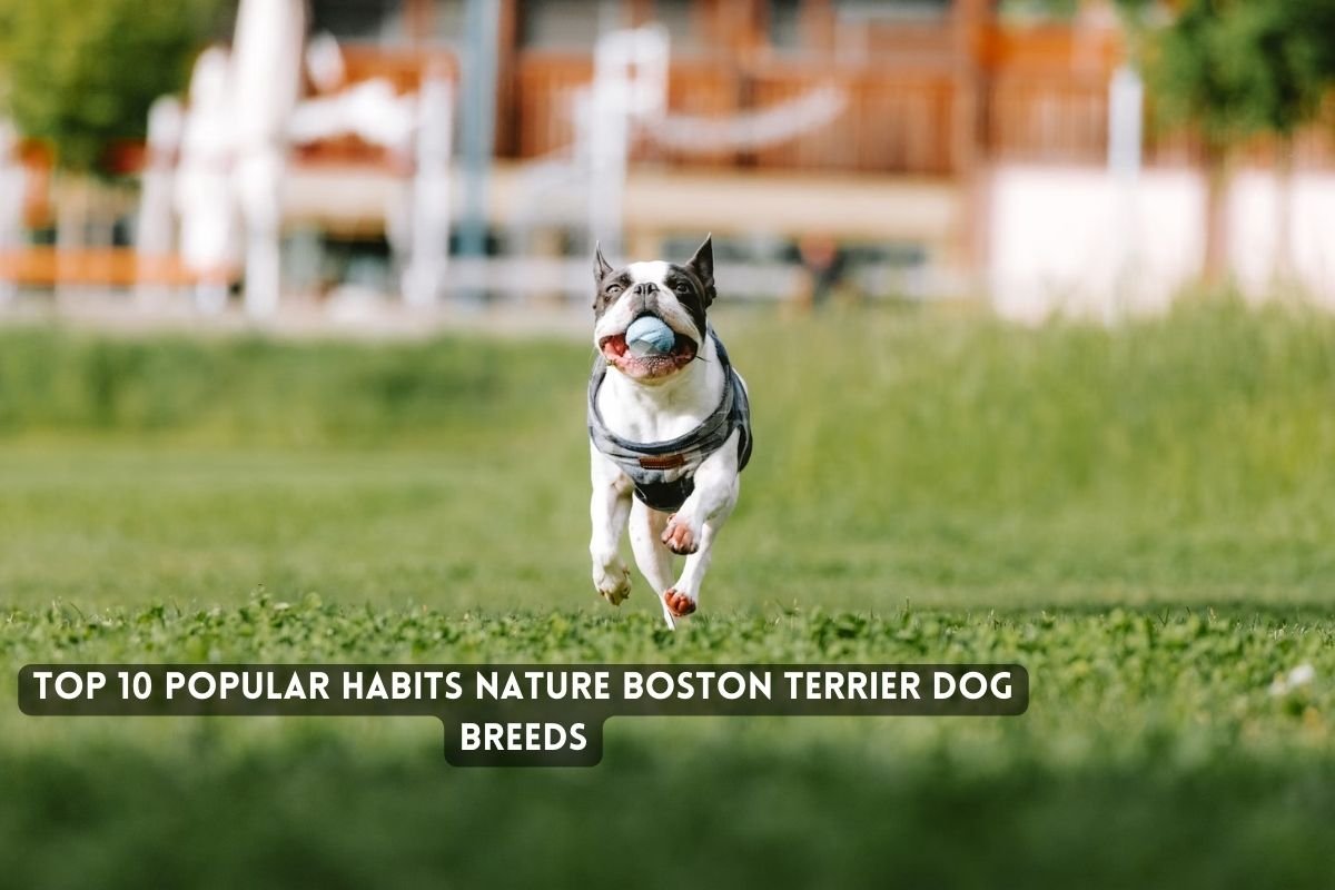 Top 10 Popular Habits Nature Boston Terrier Dog Breeds