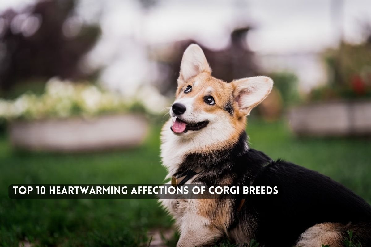 Heartwarming Affections of Corgi Breeds