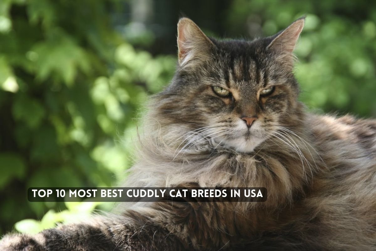 Top Most Best Cuddly Cat Breeds In USA