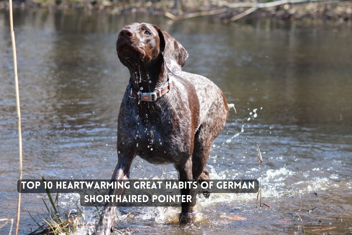 Heartwarming Great Habits of German Shorthaired Pointer