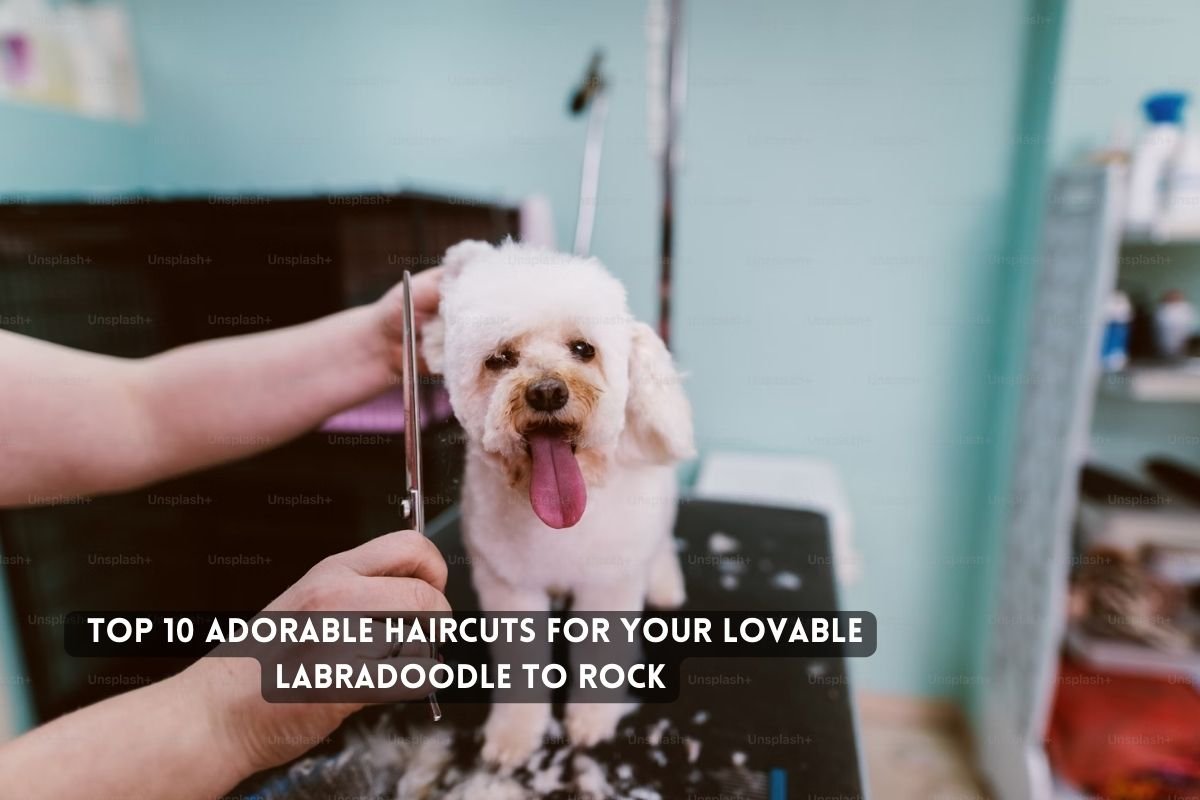 Adorable Haircuts for Your Lovable Labradoodle to Rock