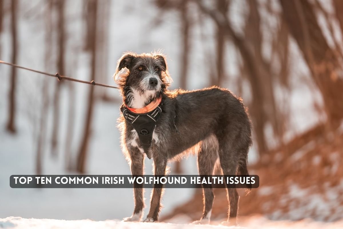Top Ten Common Irish Wolfhound Health Issues