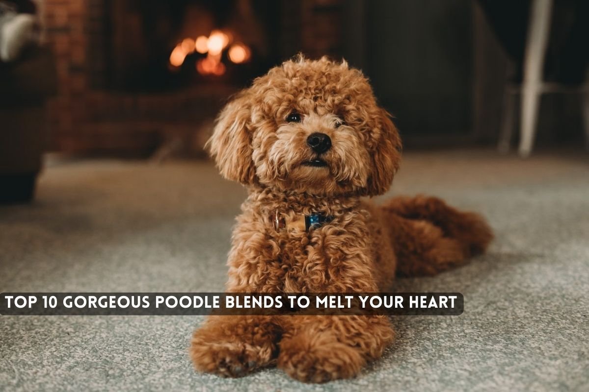 Gorgeous Poodle Blends to Melt Your Heart