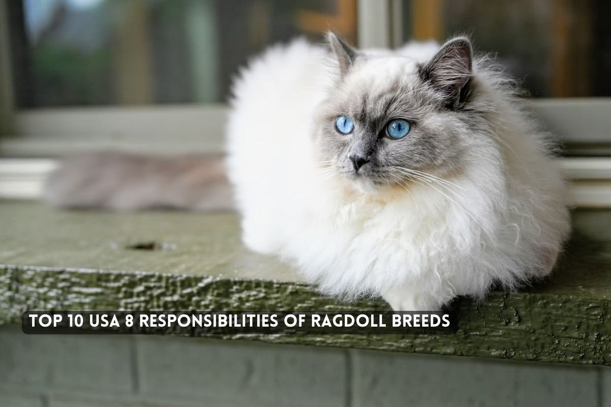 USA 8 Responsibilities of Ragdoll Breeds