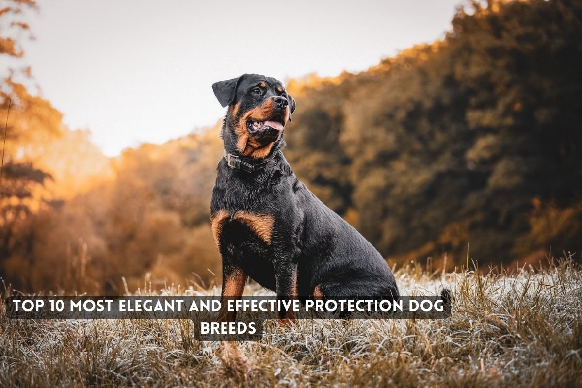 Most Elegant and Effective Protection Dog Breeds