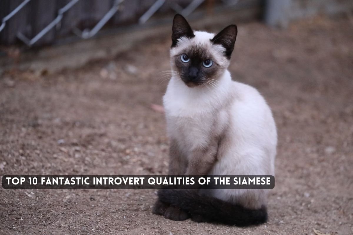 Fantastic Introvert Qualities of the Siamese