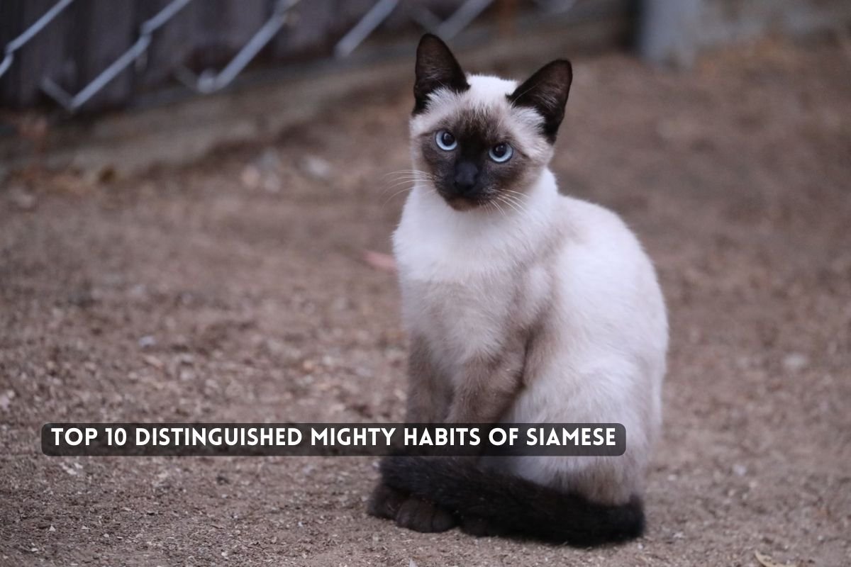 Top 10 Distinguished Mighty Habits of Siamese
