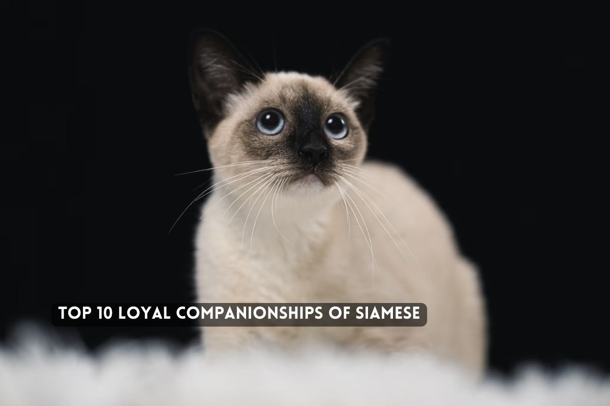 Loyal Companionships of Siamese