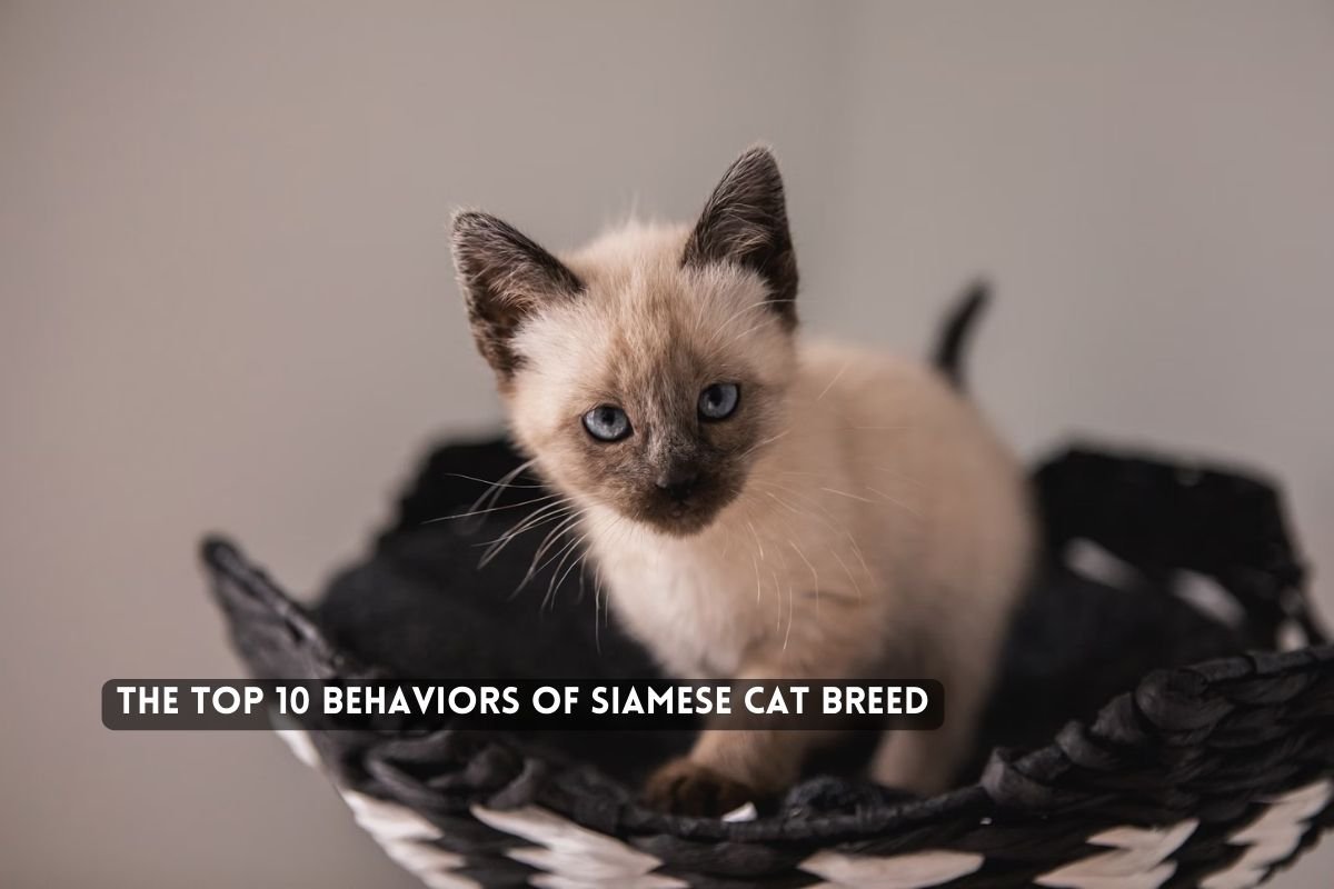 Behaviors of Siamese Cat Breed