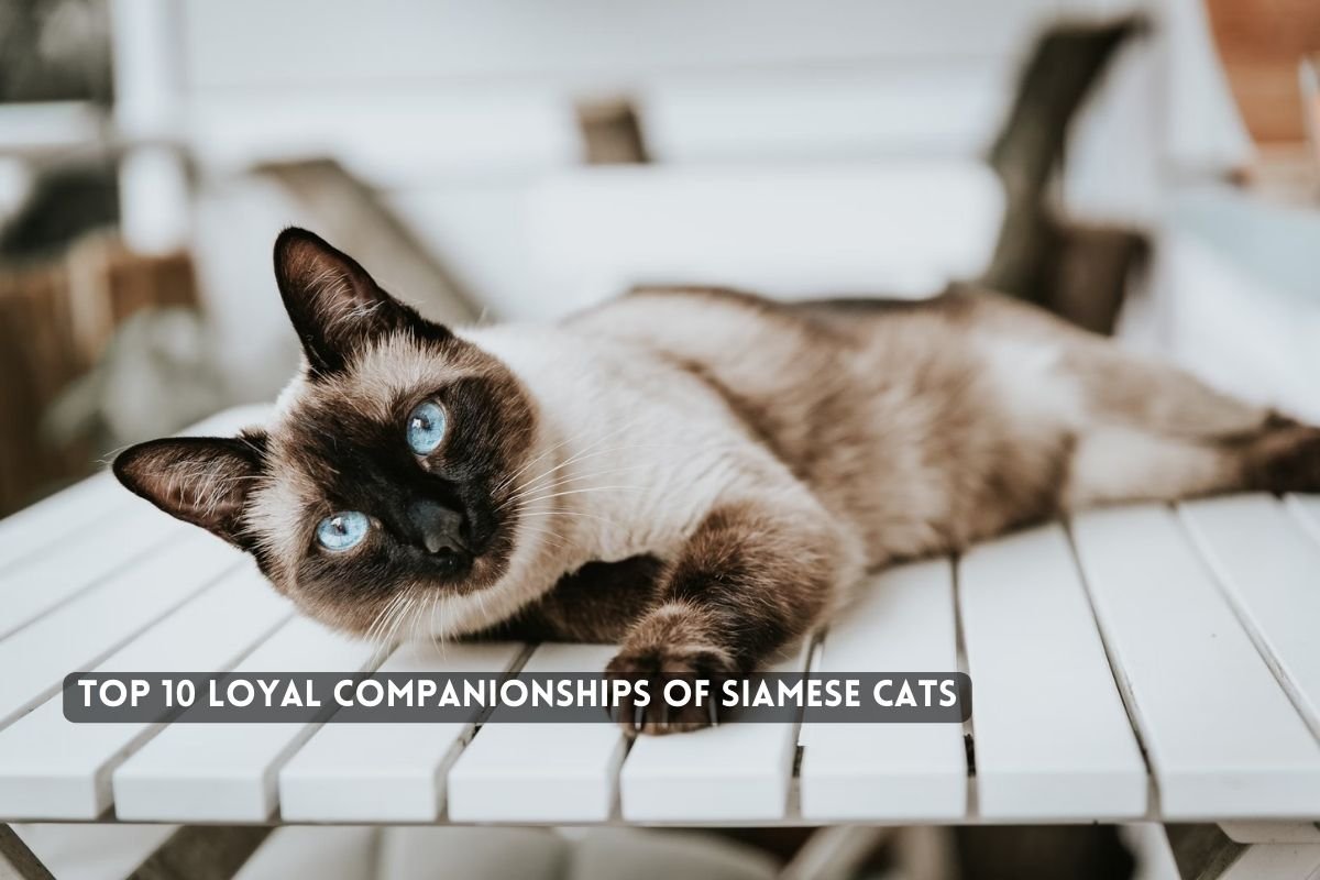 Top 10 loyal companionships of Siamese cats