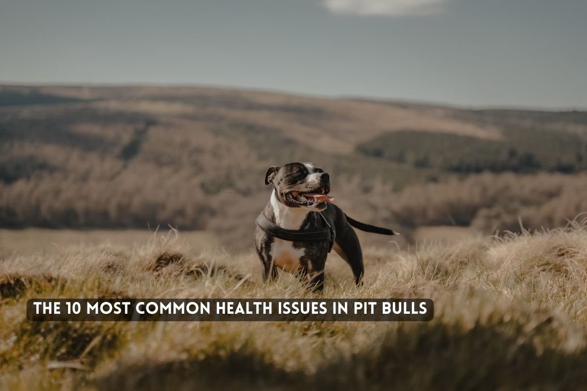 The Most Common Health Issues in Pit Bulls