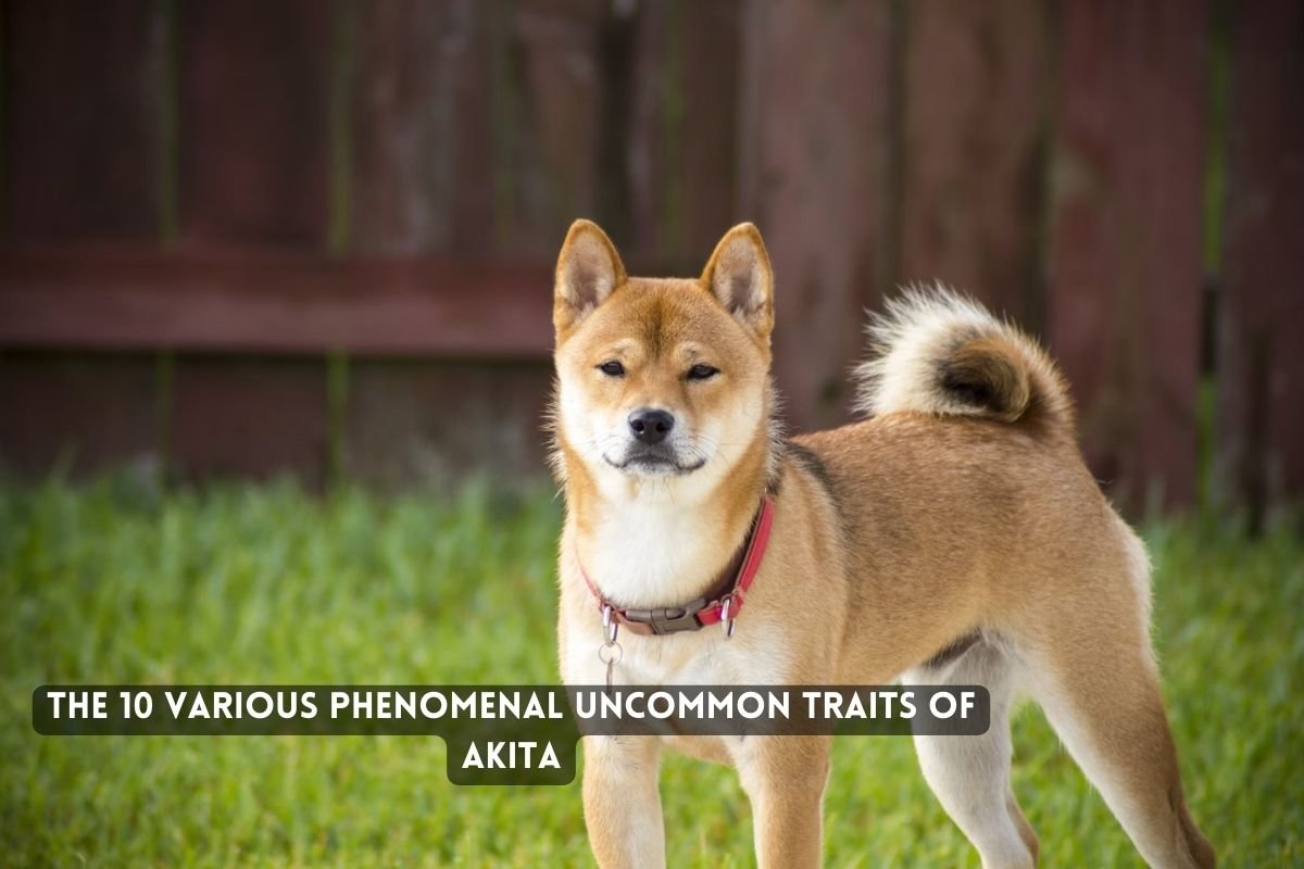  Akita Dog