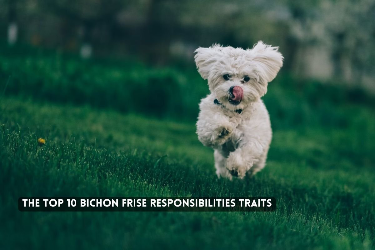 Bichon Frise Responsibilities Traits