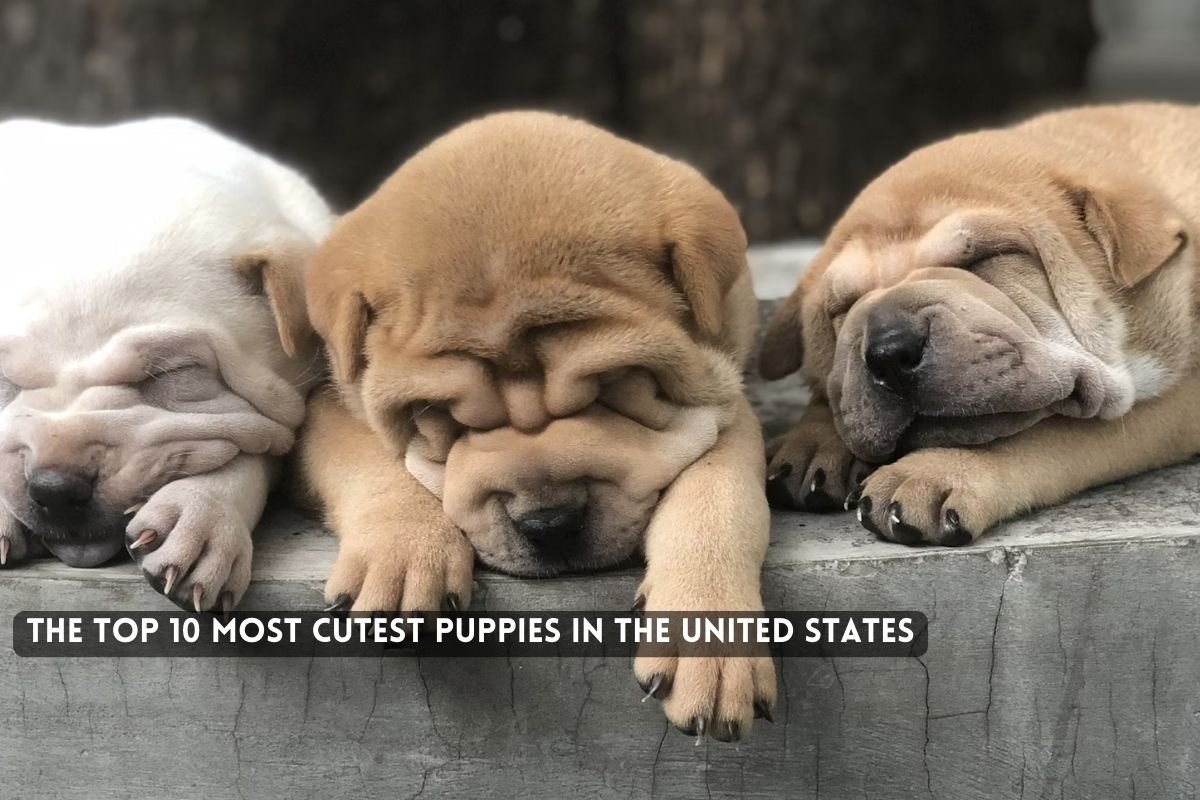 The Most Cutest Puppies in the United States