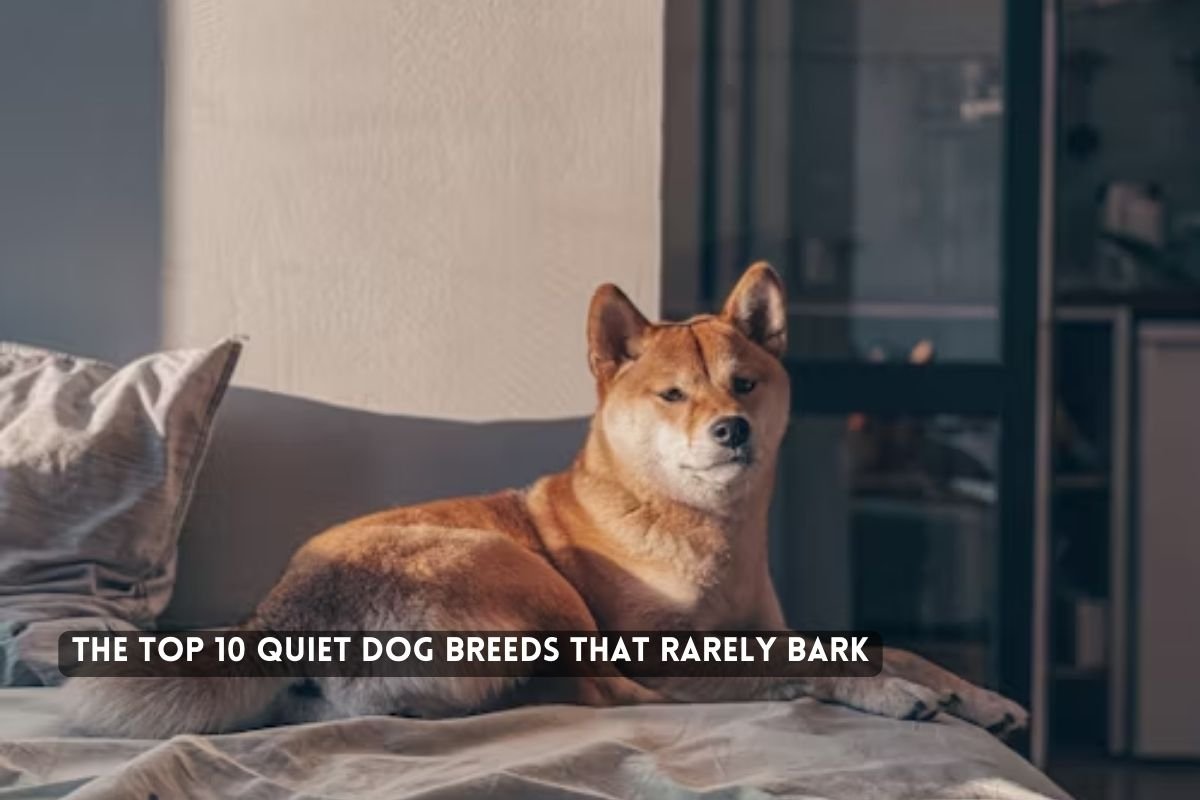 Quiet Dog Breeds