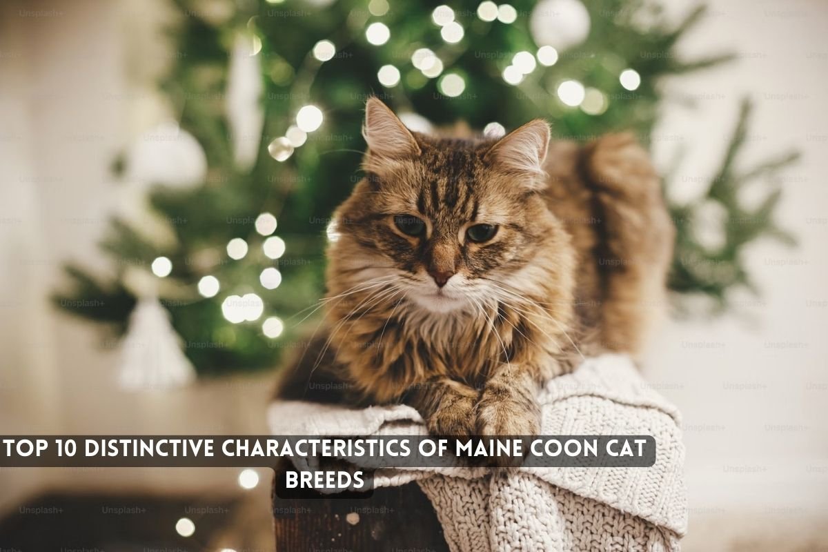 Maine Coon Cat 
