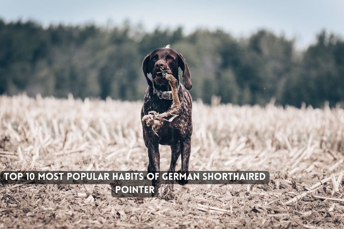 German Shorthaired