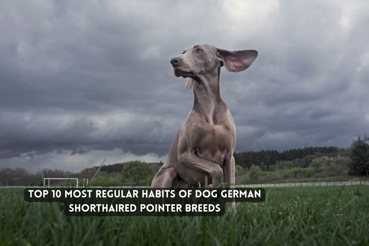Most Regular Habits of Dog German Shorthaired Pointer Breeds
