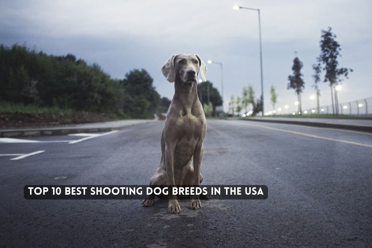 Top 10 Best Shooting Dog Breeds in the USA