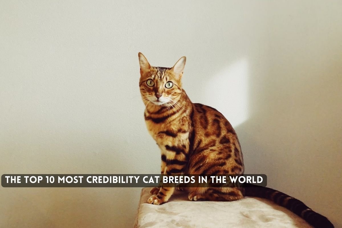 The Most Credibility Cat Breeds in the World