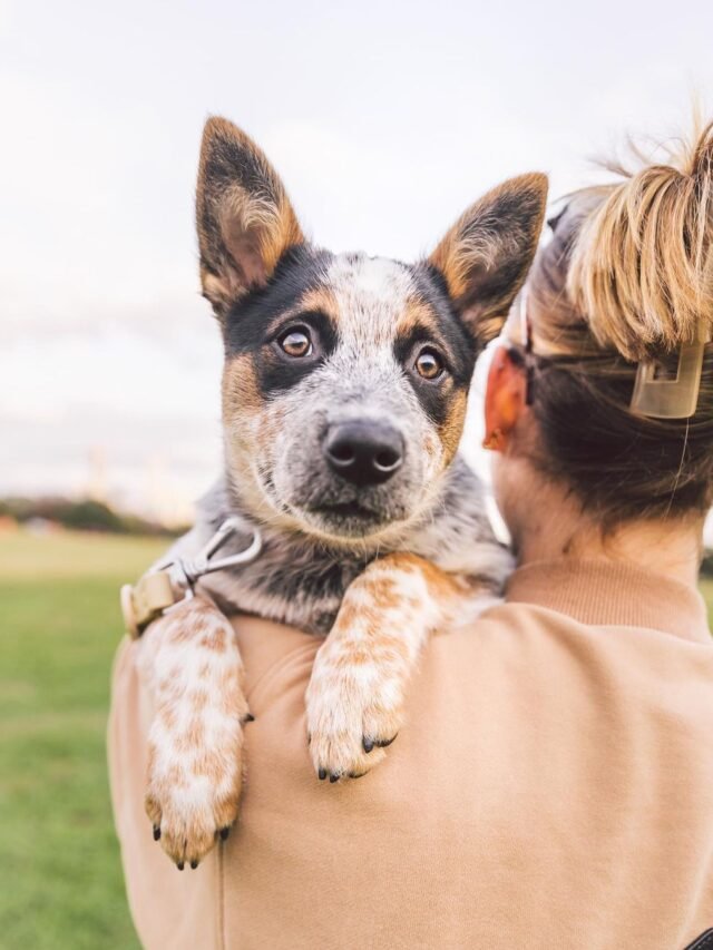 Blue Heeler