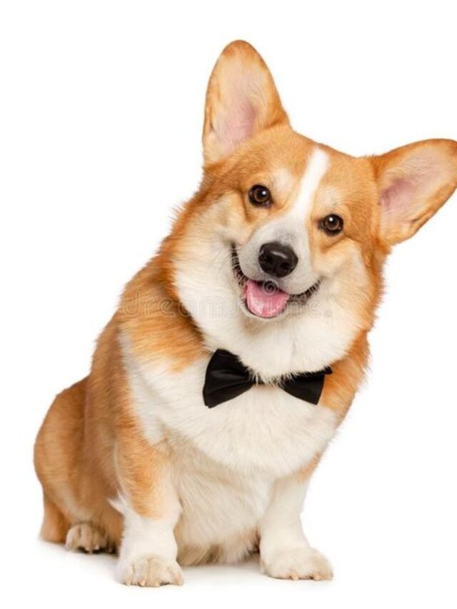 Corgi