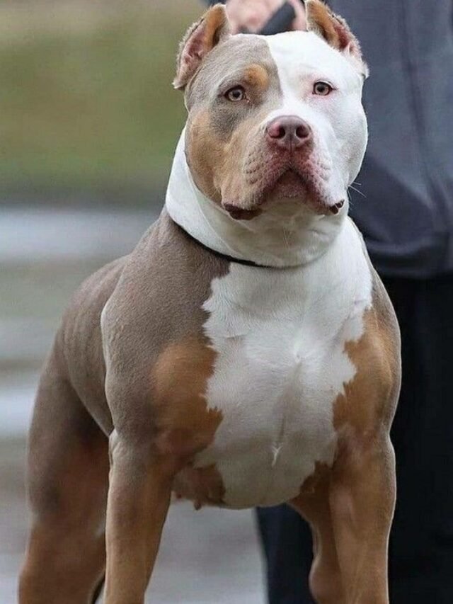 Pitbull