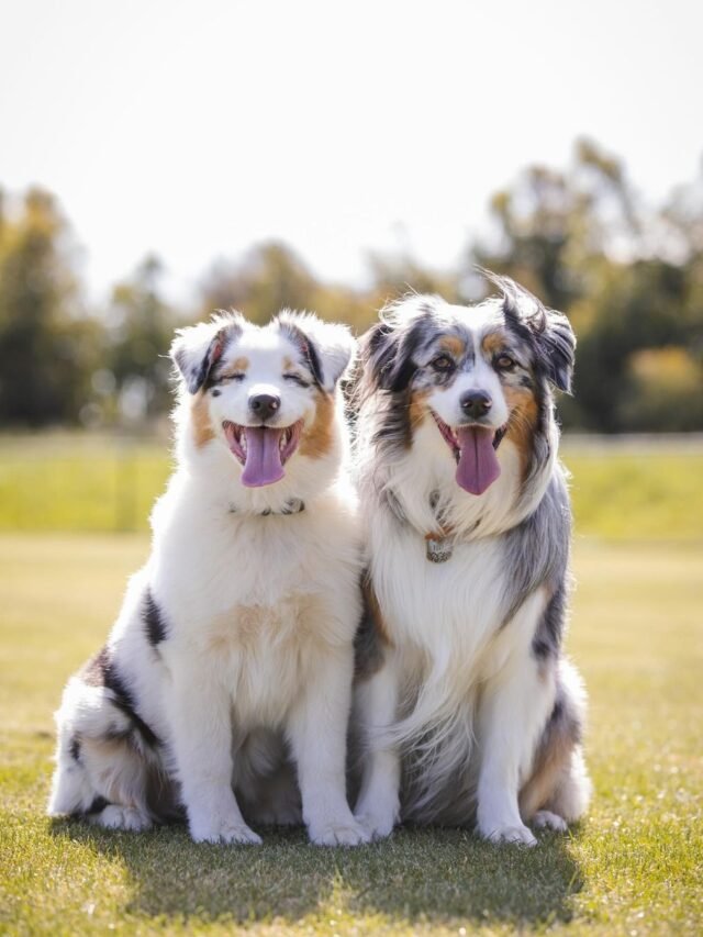 Australian Shepherd