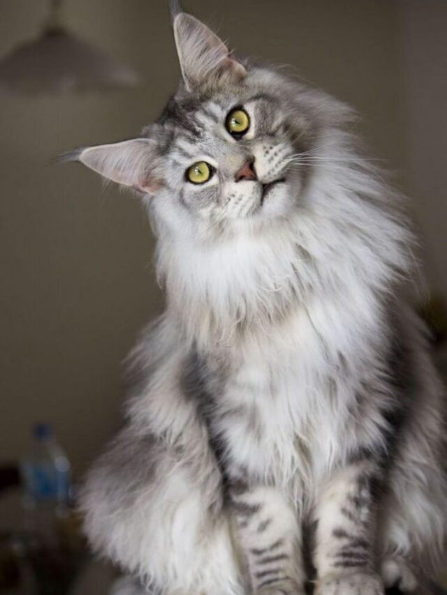 maine coon