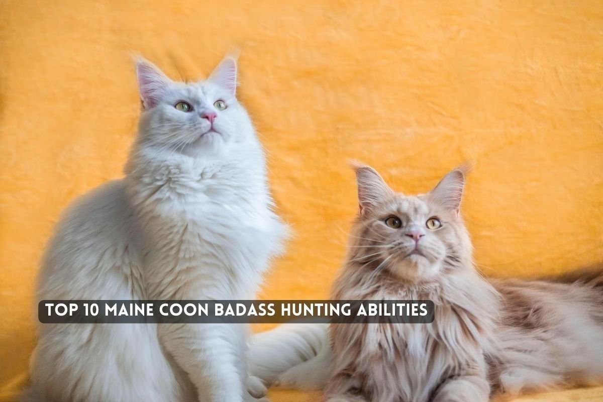 Top 10 Maine Coon Badass Hunting Abilities