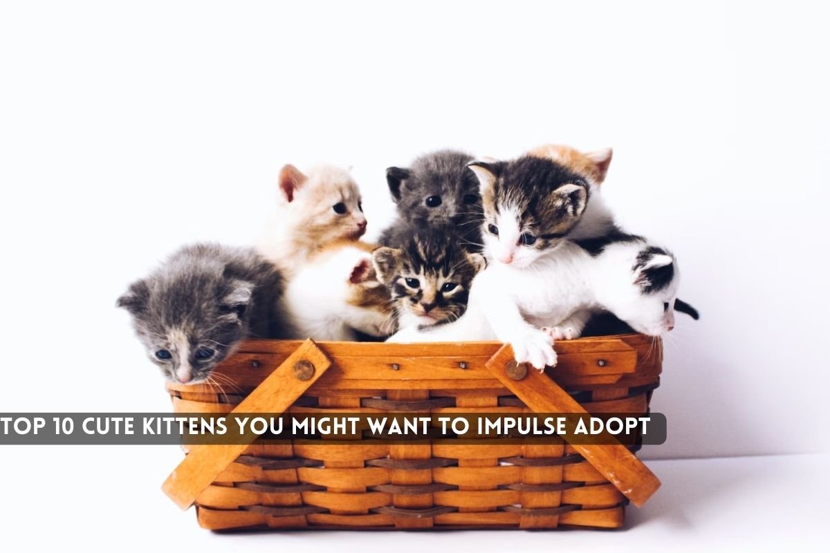Top 10 Cute Kittens You Might Want to Impulse Adopt