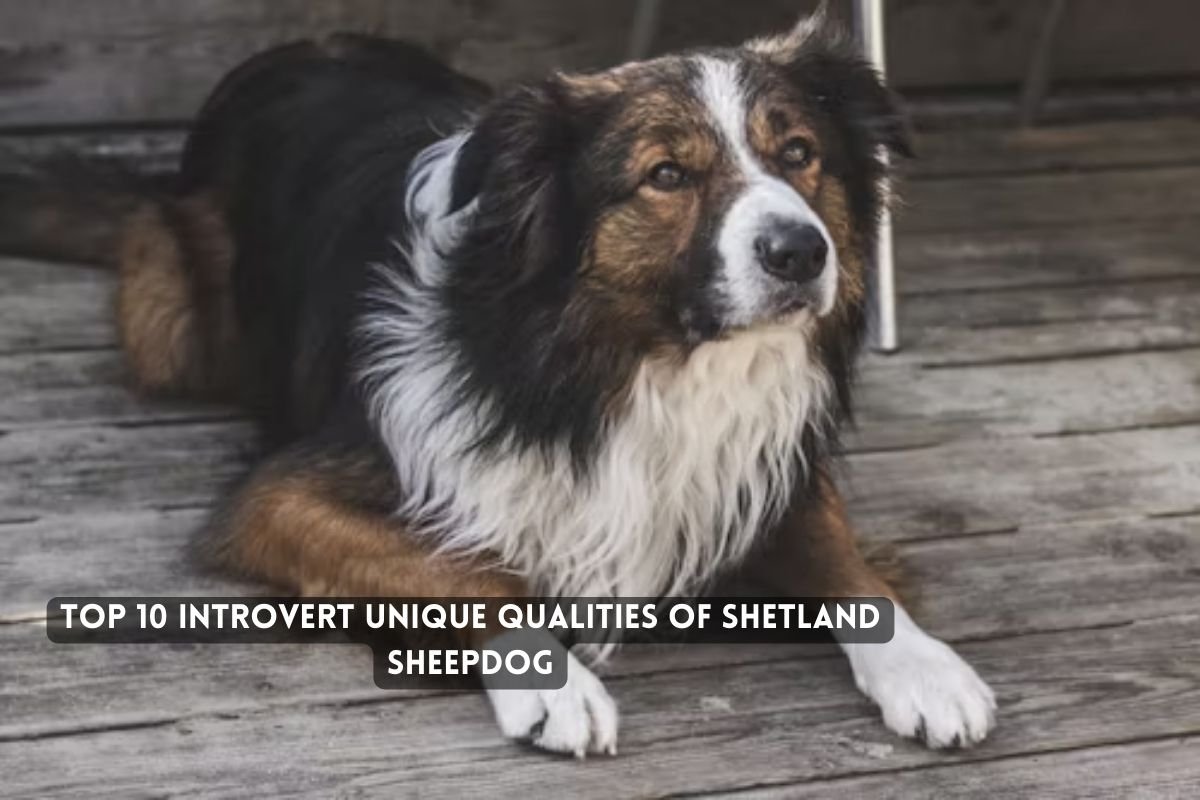 Top 10 Introvert Unique Qualities of Shetland Sheepdog