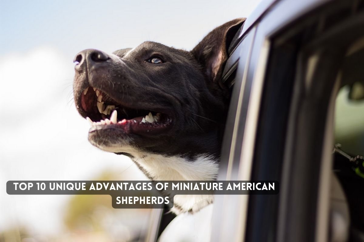 Advantages of Miniature American Shepherds