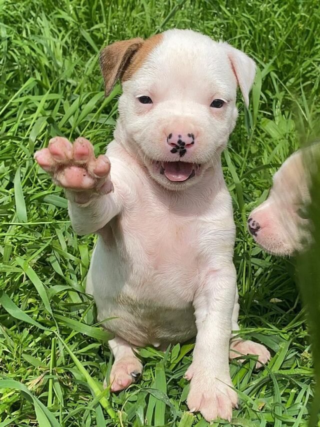 American Staffordshire Pit Bull Terrier