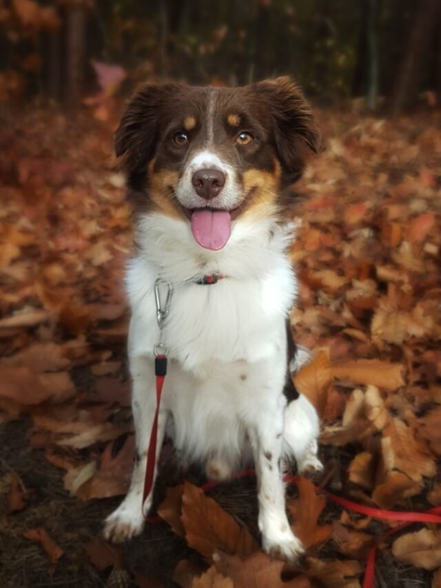 white brown and black long coat medium dog standing on dried leaves